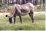 [1980/2000] Grevy's zebra grazing among the tall grass at Miami Metrozoo