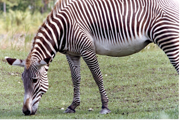 Grevy's zebra grazing in the field of its habitat at Miami Metrozoo