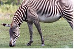 Grevy's zebra grazing in the field of its habitat at Miami Metrozoo