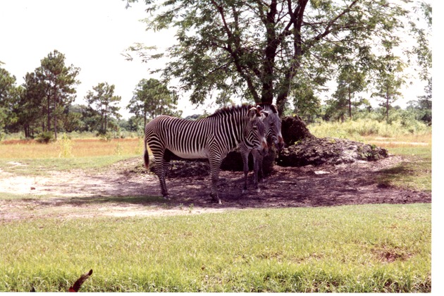 Two Grevy's zebra standing in the shade of a tree in their habitat field at Miami Metrozoo