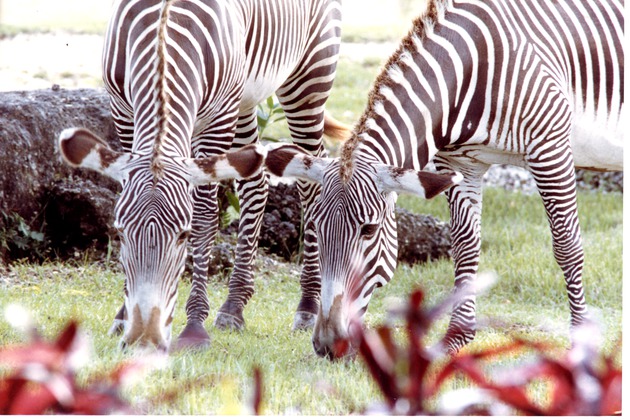 Two Grevy's zebra grazing together beside boulders in their habitat at Miami Metrozoo