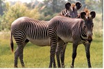 Adult and young Grevy's zebras standing in their habitat's field at Miami Metrozoo