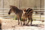 Young Burchell's zebra standing close to an adult at Miami Metrozoo