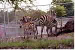 Three Burchell's zebra walking together in their habitat at Miami Metrozoo