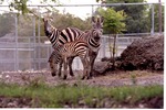 Three Burchell's zebra standing beside the habitat's boulders at Miami Metrozoo