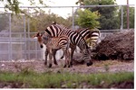 Three Burchell's zebra grazing around their habitat's boulders at Miami Metrozoo