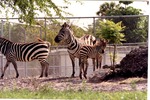 Adult Burchell's zebra walking away from another two others at Miami Metrozoo