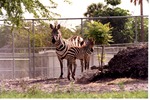 Burchell's zebra and its young standing beside boulders at Miami Metrozoo