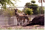 Adult Burchell's zebra with a grazing young zebra at Miami Metrozoo