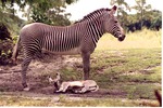 Grevy's zebra standing above its infant waking up from laying on the ground at Miami Metrozoo