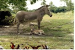 Grevy's zebra standing above its infant laying with its head up at Miami Metrozoo