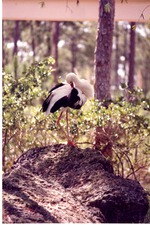 White stork grooming itself atop a boulder in its habitat at Miami Metrozoo