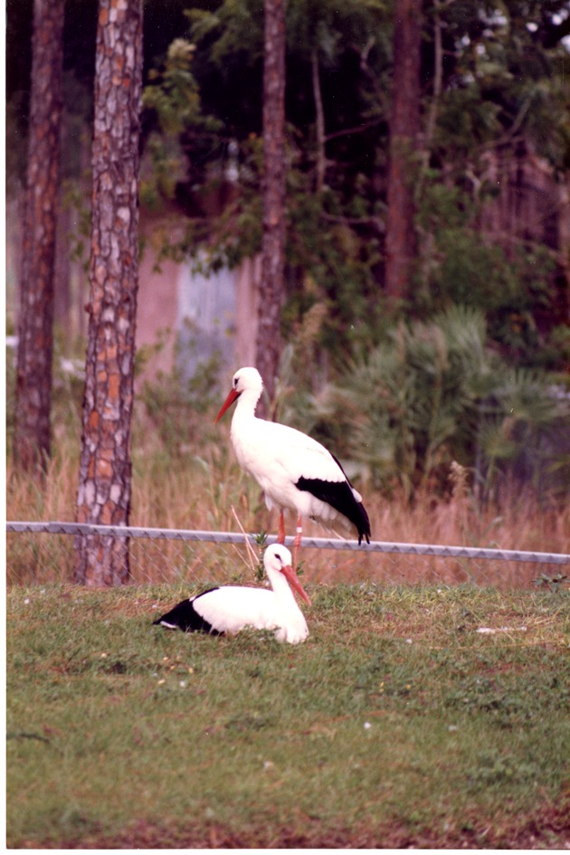 Two white storks resting in a field in their habitat at Miami Metrozoo