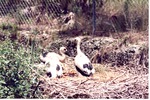 [1980/2000] Three young white storks in their nest at Miami Metrozoo