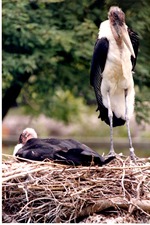 Two Marabou storks in their nest in their habitat at Miami Metrozoo