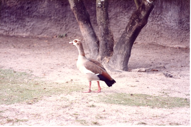 Egyptian goose walking around its habitat at Miami Metrozoo