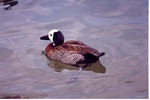 [1980/2000] White-faced whistling duck swimming in its pond at Miami Metrozoo