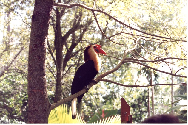 Writhed hornbill perched on a tree branch in its habitat at Miami Metrozoo