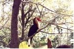 Writhed hornbill perched on a tree branch in its habitat at Miami Metrozoo