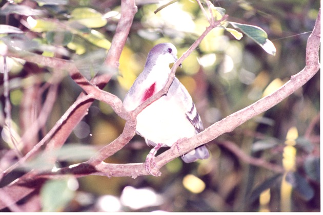 Luzon bleeding-heart ground dove perched on a tree branch at Miami Metrozoo