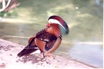 Mandarin duck seated on the edge of its habitat pool at Miami Metrozoo
