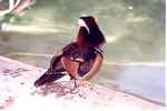 Mandarin duck facing away while seated on edge of habitat pool at Miami Metrozoo