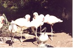 Small flock of light colored flamingos with a spoonbill and an Australian white ibis at Miami Metrozoo