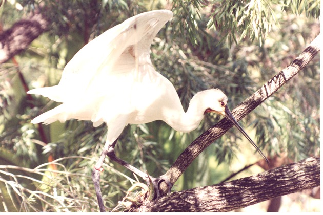 Eurasian spoonbill walking across a tree branch, wings extended, at Miami Metrozoo