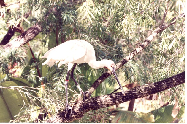 Eurasian spoonbill standing on a branch in its habitat at Miami Metrozoo