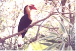 Writhed hornbill resting on a branch in its habitat at Miami Metrozoo