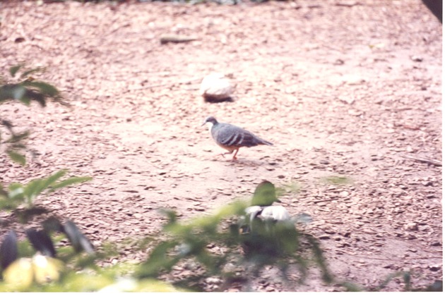 Luzon bleeding-heart ground dove walking through its habitat at Miami Metrozoo