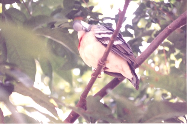 Luzon bleeding-heart ground dove grooming itself on a tree branch at Miami Metrozoo