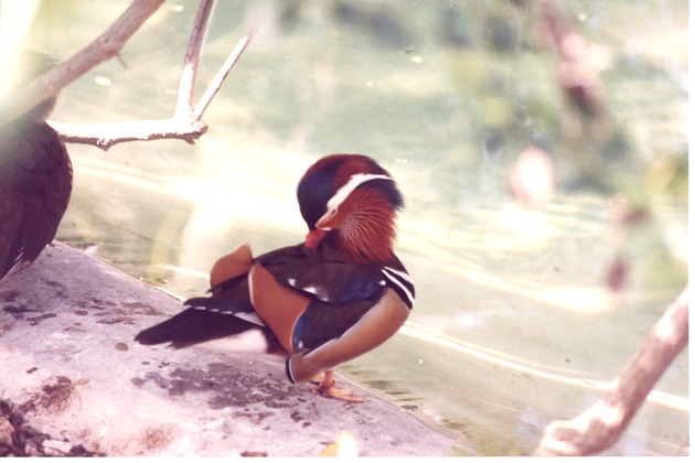 Mandarin duck grooming its feathers beside the pool in its habitat at Miami Metrozoo