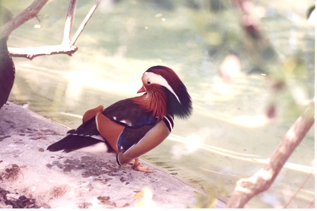 Mandarin duck resting beside a pool in its habitat at Miami Metrozoo