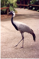 Demoiselle crane in profile on the path at Miami Metrozoo