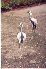 Two Demoiselle cranes walking in the path at Miami Metrozoo
