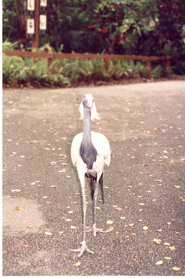 Demoiselle crane walking down a path at Miami Metrozoo