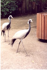 Two Demoiselle cranes walking past a trashcan on a path at Miami Metrozoo