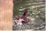 Brown duck splashing through the water in its habitat pool at Miami Metrozoo
