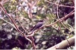 [1980/2000] Racket-tailed drongo perched on a branch in its habitat at Miami Metrozoo
