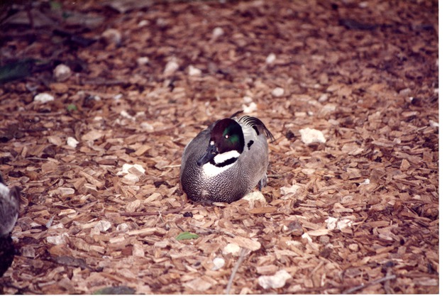 Falcated duck resting on the ground in its habitat at Miami Metrozoo