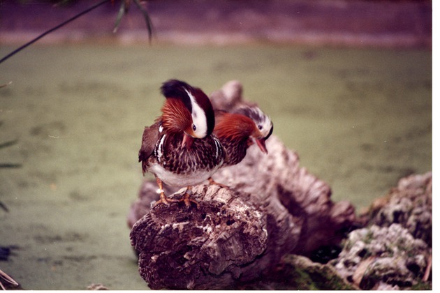 Two Mandarin ducks standing on a log in a habitat field grooming themselves at Miami Metrozoo