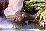 Black billed whistling duck standing above habitat's small waterfall at Miami Metrozoo