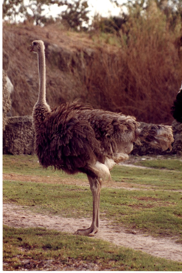 Female ostrich standing in its habitat at Miami Metrozoo