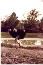 Male ostrich walking beside habitat pool at Miami Metrozoo