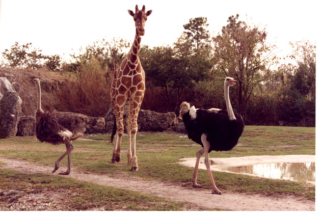 Male and female ostriches walking away from a giraffe in their shared habitat at Miami Metrozoo