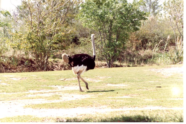 Male ostrich walking in its habitat field at Miami Metrozoo