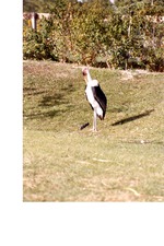 Marabou stork standing beside a small hill in its habitat at Miami Metrozoo