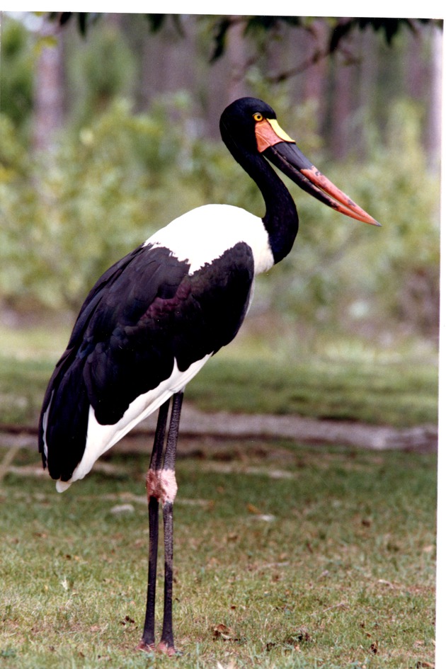 Saddle-billed stork standing in its habitat at Miami Metrozoo