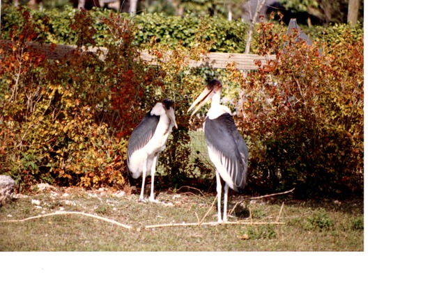 Two Marabou storks standing by their habitat's fence at Miami Metrozoo